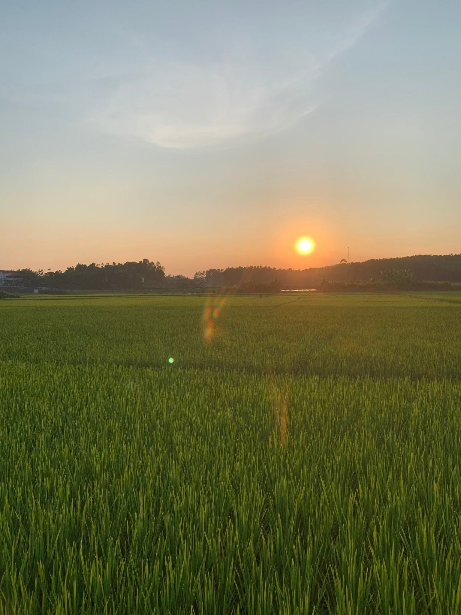 Cánh đồng quê chiều hôm ấy