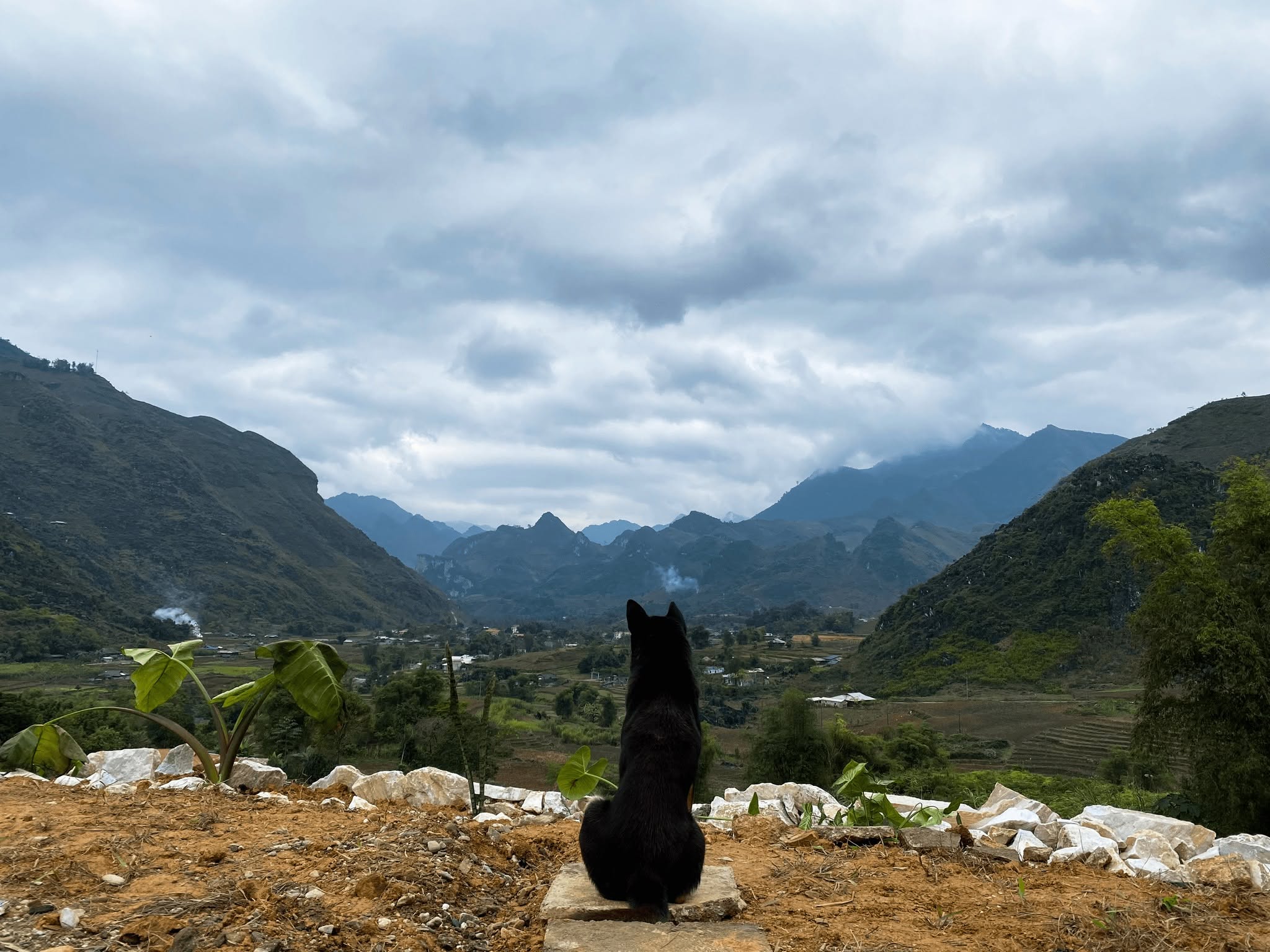 Chú chó ở Du Gia Panorama. Chú ta cũng biết thưởng cảnh Du Già đấy chứ đùa