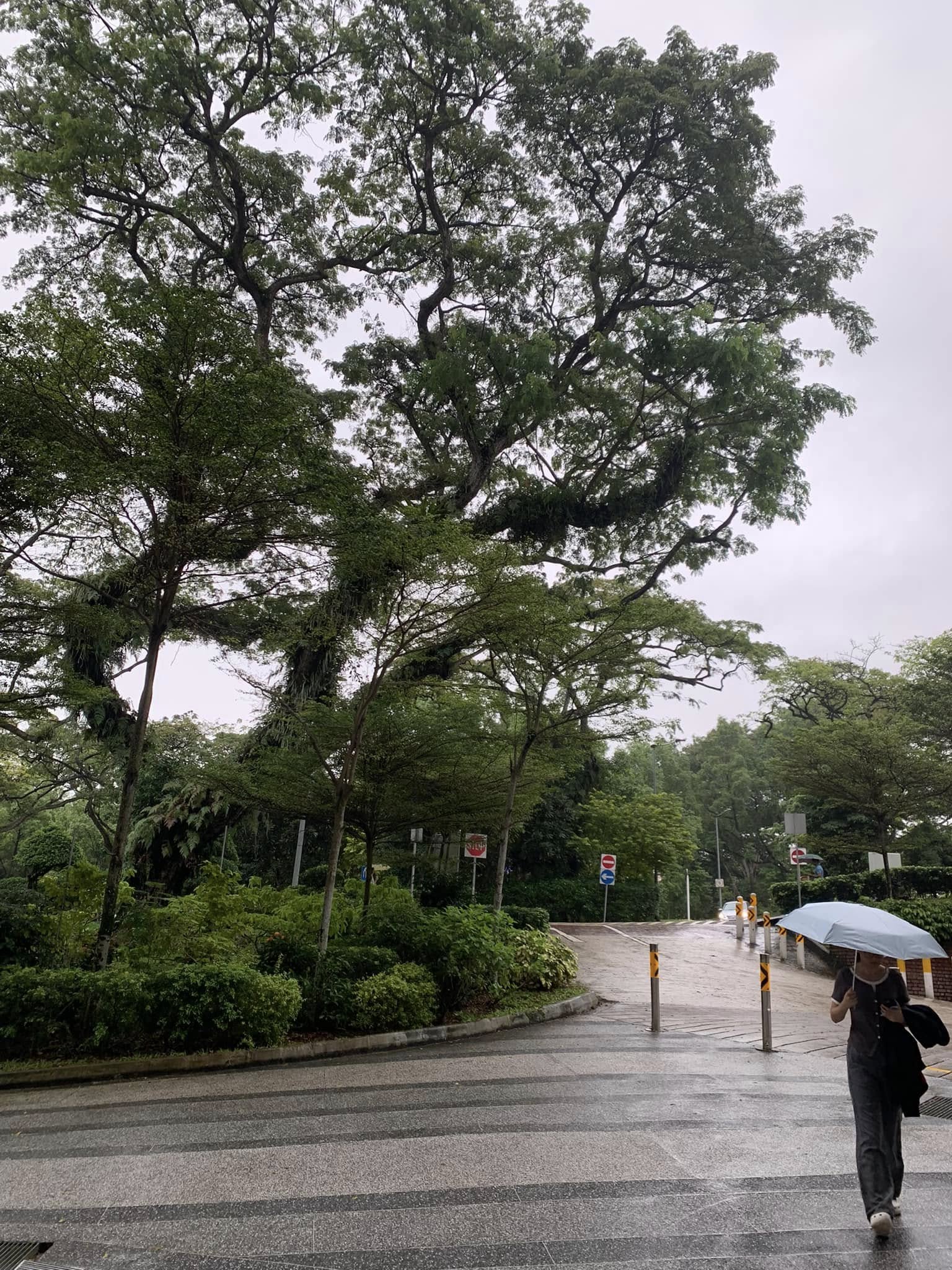 Một ngày mưa lâm râm
